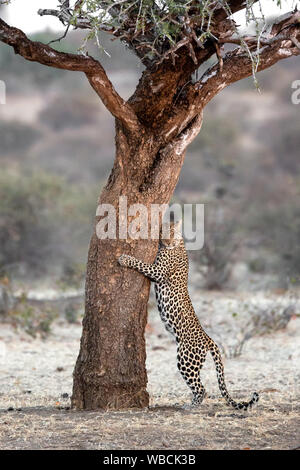 Un léopard femelle de son territoire par des piquets marquage un arbre en Mashata Game Reserve, Botswana Banque D'Images