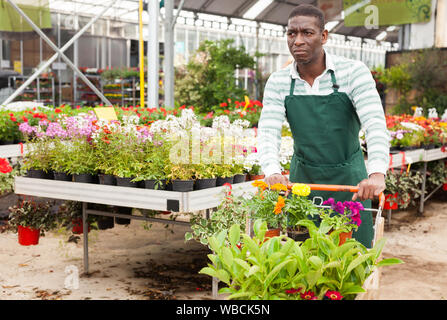 African American vendeuse de fleurs Panier de transport avec des plantes ornementales en pot, la préparation de commande pour livraison de fleurs dans sa boutique de fleurs Banque D'Images