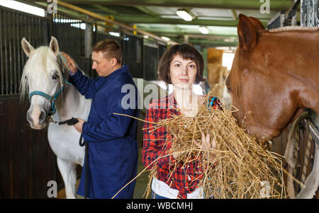 Couple de chevaux agricoles avec du foin à stable Banque D'Images