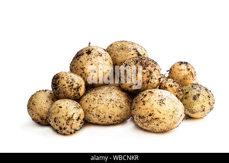 Premier tas de tubercules de pommes the earlies isolated on white Banque D'Images