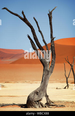 Arbre dans la vallée Dead Vlei dans le désert Sossusvlei, Namibie Banque D'Images