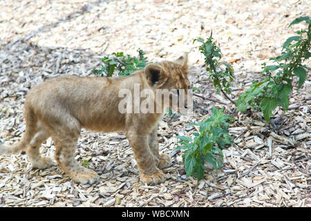 Des lionceaux au Lion Lodge, Port Lympne Wild Animal Park Banque D'Images