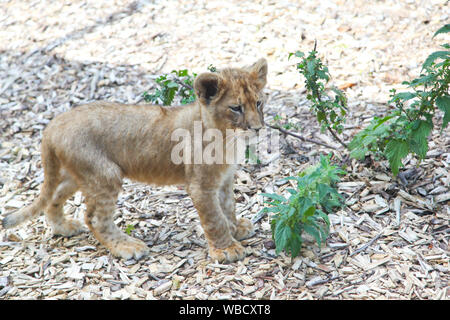 Des lionceaux au Lion Lodge, Port Lympne Wild Animal Park Banque D'Images