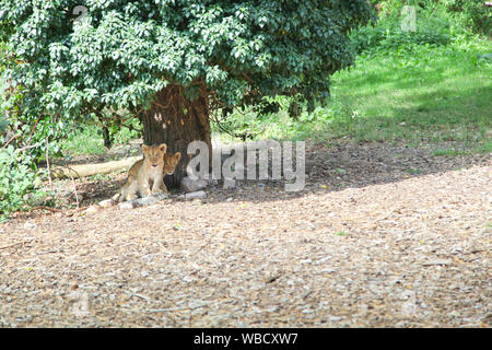 Des lionceaux au Lion Lodge, Port Lympne Wild Animal Park Banque D'Images