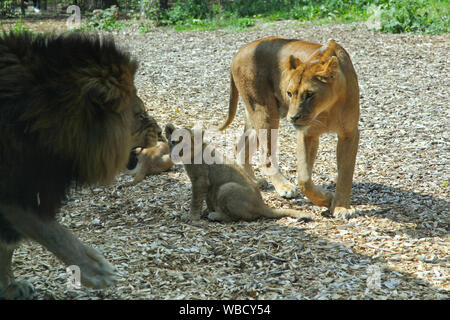 Lion, Lionne et oursons à Lion Lodge, Port Lympne Wild Animal Park Banque D'Images