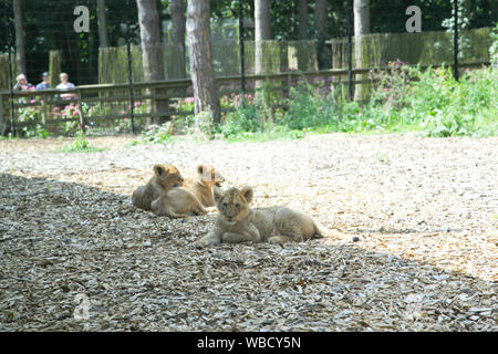 Des lionceaux au Lion Lodge, Port Lympne Wild Animal Park Banque D'Images