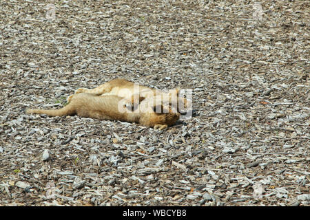 Des lionceaux au Lion Lodge, Port Lympne Wild Animal Park Banque D'Images