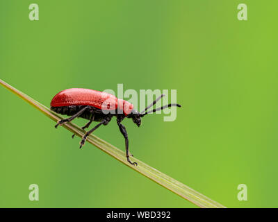 Lys écarlate Bug sur tige d'herbe Banque D'Images