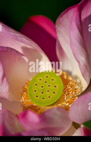 Close up de jeunes graines de lotus sacré Banque D'Images