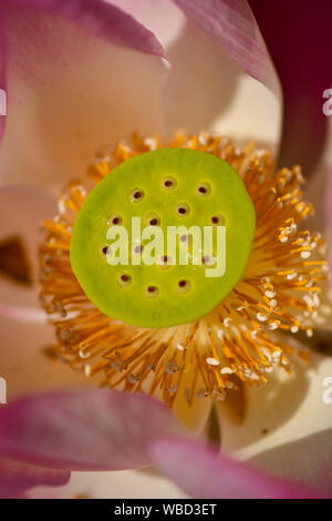 Close up de jeunes graines de lotus sacré Banque D'Images