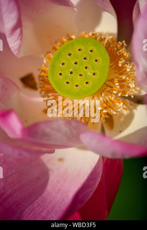 Close up de jeunes graines de lotus sacré Banque D'Images