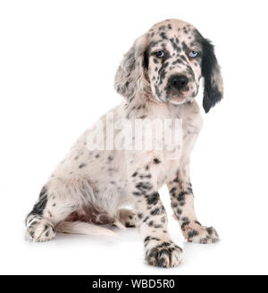 Chiot setter anglais in front of white background Banque D'Images