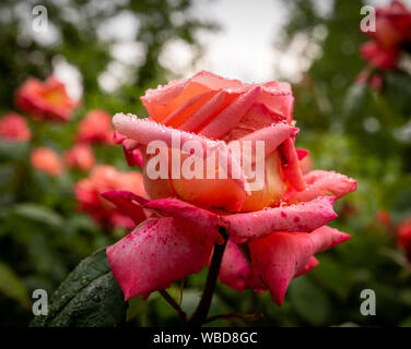 Macro de plein air d'une fleur rose orange abricot avec de l'eau gouttes fond flou naturel,un jour de pluie Banque D'Images