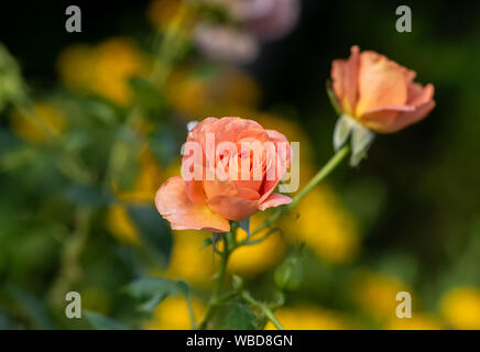 Macro de plein air d'une fleur rose orange abricot,floue fond jaune vert naturel sur une journée ensoleillée Banque D'Images