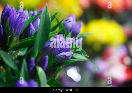 Extreme close up d'un bouquet de fleurs fraîches coupées, fermé les bourgeons sur un arrière-plan flou d'un magasin de fleur Banque D'Images