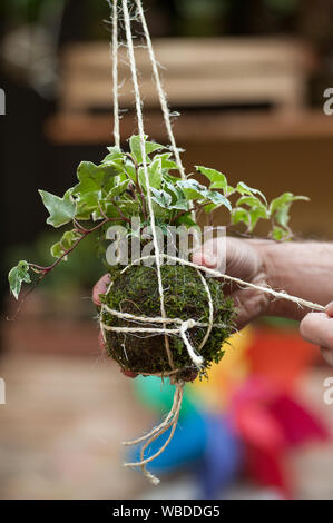 Kokedama est une boule de sol, recouverte de mousse, sur laquelle une plante ornementale grandit. Il est très populaire dans les jardins japonais. Banque D'Images