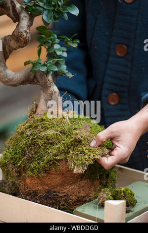 Kokedama est une boule de sol, recouverte de mousse, sur laquelle une plante ornementale grandit. Il est très populaire dans les jardins japonais. Banque D'Images