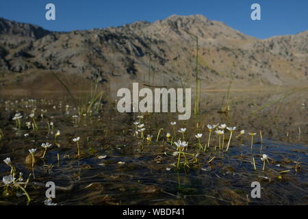 Certaines plantes aquatiques blancs sur le lac Baranda à Antalya Banque D'Images