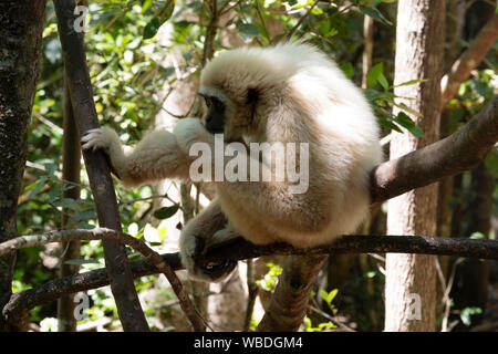 Forest Walker Banque D'Images