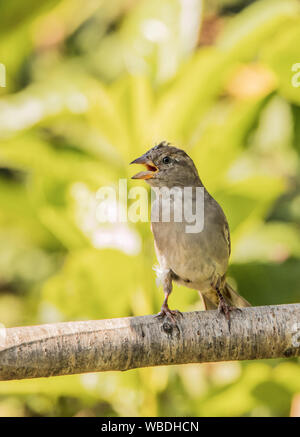 Moineau domestique, juvénile, perché sur une branche dans un jardin de la fin de l'été 2019 Banque D'Images