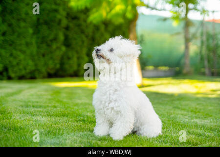 Chien Bichon Frise assis sur l'herbe dans le jardin Banque D'Images