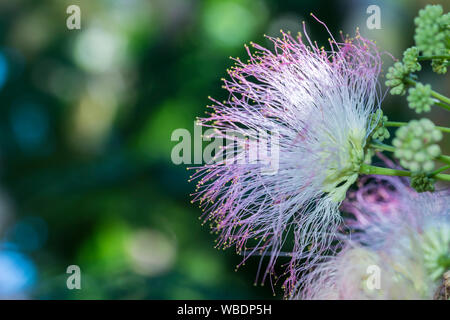 Colourfull mimosa fleur. Mimosa pudica. Plantes sensibles sur fond de ciel bleu, close-up Banque D'Images