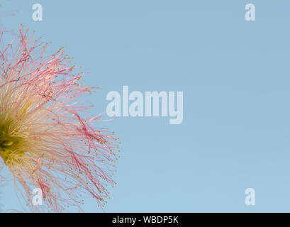 Colourfull mimosa fleur. Mimosa pudica. Plantes sensibles sur fond de ciel bleu, close-up Banque D'Images