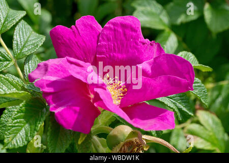 Wild Rose (Rosa rugosa rubra), close up montrant la fleur et un développement de la gousse ou de rose musquée. Banque D'Images