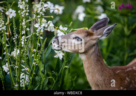 White-tailed deer fawn dosage dans un jardin, parc Assiniboine, Winnipeg, Manitoba, Canada. Banque D'Images