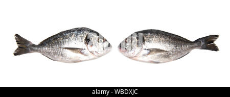 Deux poissons Dorados frais isolé sur fond blanc. Vue de dessus. Banque D'Images