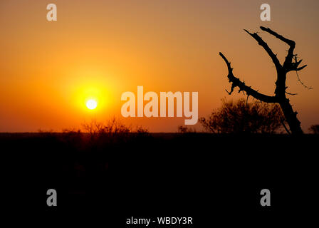 Le coucher de soleil sur paysage africain dans la province du Limpopo, Afrique du Sud Banque D'Images