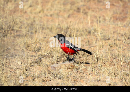 Crimson Breasted Shrike (Laniarius atrococcineus) Banque D'Images