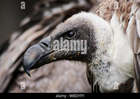 Close-up head shot d'un vautour africain (Gyps africanus) Banque D'Images