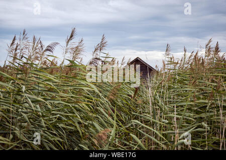 Wooden Lodge dans la nature et ciel bleu à Federsee à Bad Buchau / Allemagne, Août 2019 Banque D'Images