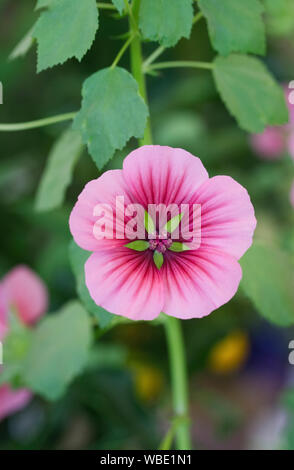 Malope trifida fleur. Banque D'Images