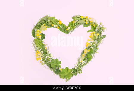 Love Heart fabriqué à partir de différentes plantes médicinales à base de plantes fraîches (alchémille, Primula veris, Equisetum arvense, Achillea) télévision, vue laïcs isolat Banque D'Images
