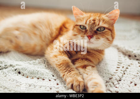 Le gingembre cat lying on floor tapis à la maison et en regardant la caméra. Animaux de se détendre et se sentir à l'aise Banque D'Images