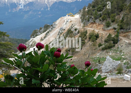 Carrières de marbre ouvert indifféremment donner d'importants dommages à la nature et les forêts Banque D'Images