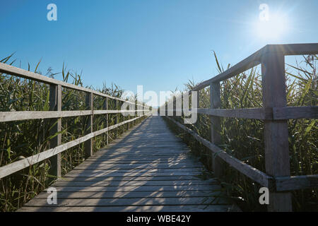 Promenade en bois et de la nature à l'Unesco world heritage Federsee à Bad Buchau, Allemagne - Août 2019 Banque D'Images