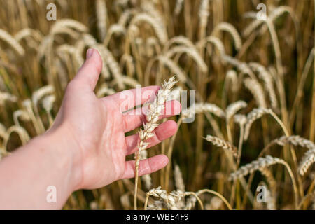 Farmer vérifie la qualité du champ, les épis de blé avec de jeunes épis de blé close up un jour de pluie, de céréales, de l'agriculture Banque D'Images