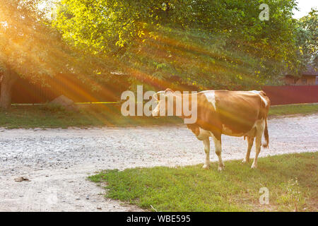 La vache rousse après avoir pâturé au coucher du soleil dans les rayons du soleil couchant Banque D'Images
