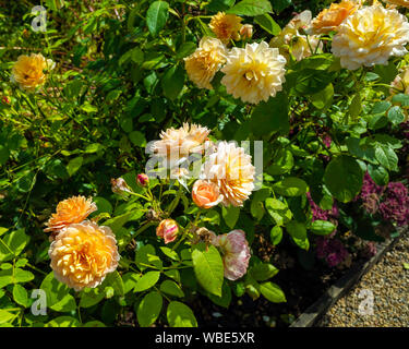 Plateau de couleur orange rose variété Grace bush poussant dans un jardin de roses fortifiée England UK Banque D'Images