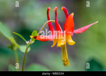 Columbine Aquilegia formosa, l'Ouest, les montagnes Wallowa, Oregon. Banque D'Images