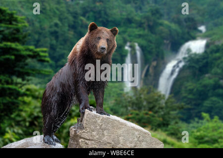 Gros ours brun debout sur pierre sur forest waterfall background Banque D'Images