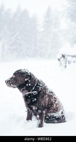 Gros plan vertical sélectif d'un chien Labrador retriever brun dans la neige Banque D'Images