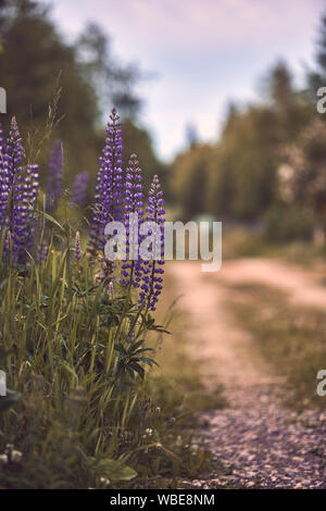 Beaux lupins bleus poussent le long de la route de campagne Banque D'Images