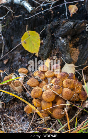 Un gros bouquet de champignons dans l'herbe près de la souche de près. Les branches basses, les vieilles feuilles et l'herbe morte. Selective focus sur les champignons. Le backgrou Banque D'Images