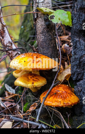 Plusieurs grandes belles toadstools avec chapeaux orange croître près du bouleau. Autour de l'herbe et les branches. Selective focus sur les champignons. Je l'arrière-plan Banque D'Images