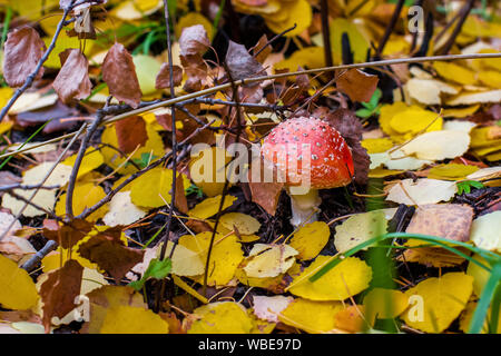 L'Amanita avec une red hat entre les branches et le feuillage d'automne dans la forêt. Focus sélectif. L'arrière-plan est flou. Banque D'Images