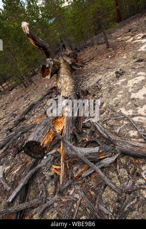 La rupture d'un vieil arbre sec se trouve sur le sable. Beaucoup de rubans autour. Branche cassée. Des aiguilles dans le sable. Forêt de conifères vert. Banque D'Images